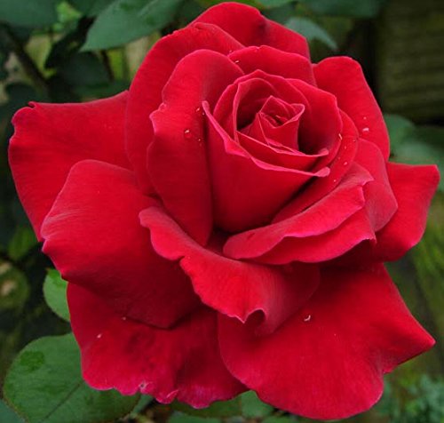Mr Lincoln Red Rose